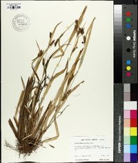 Carex flaccosperma image