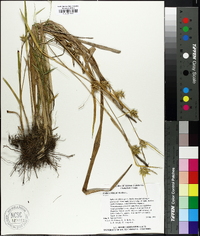 Carex folliculata image