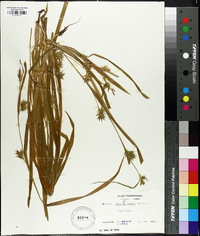 Carex folliculata image