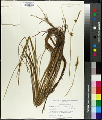 Carex folliculata image