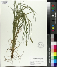 Carex folliculata image