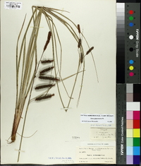 Carex glaucescens image