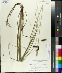 Carex glaucescens image