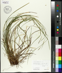 Carex gracilescens image