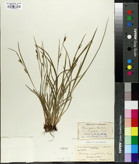 Carex godfreyi image