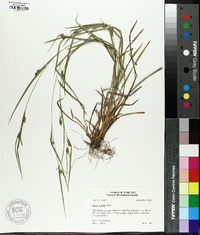 Carex grisea image