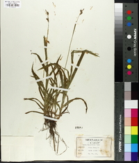 Carex hirtifolia image