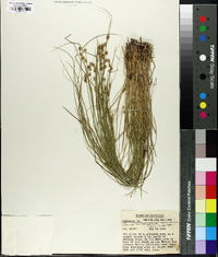 Carex incomperta image