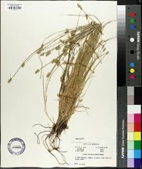 Carex leavenworthii image