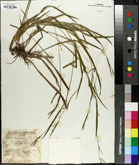 Carex leptonervia image