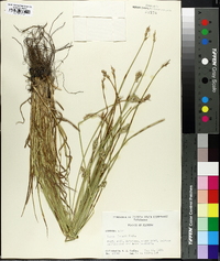 Carex longii image