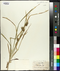 Carex louisianica image