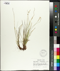 Carex lucorum image