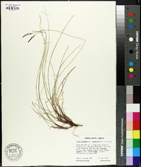 Carex lucorum image