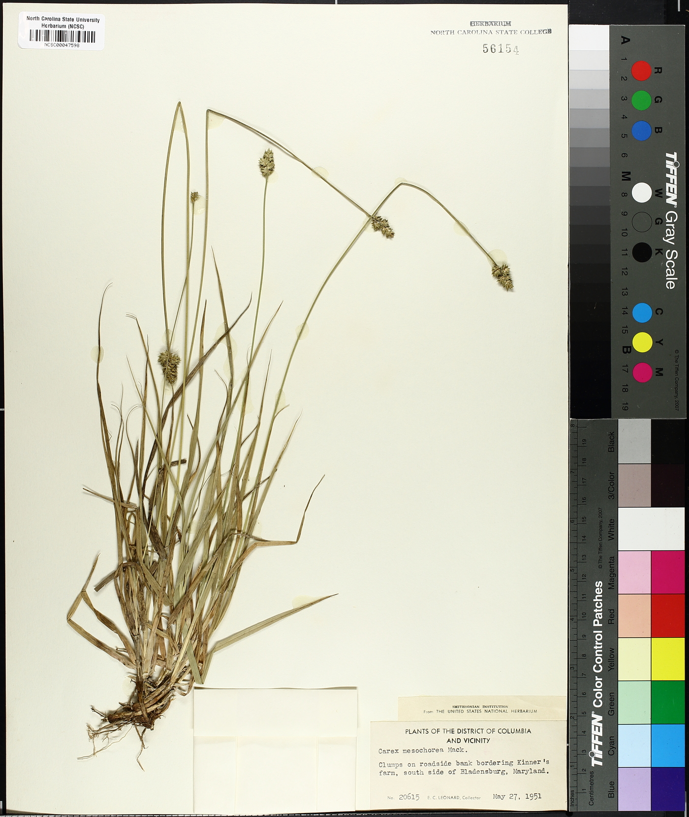 Carex mesochorea image