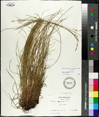 Carex misera image