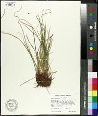 Carex nigromarginata image