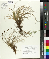 Carex nigromarginata image