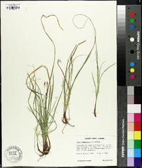 Carex nigromarginata image