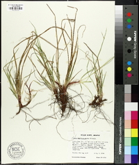 Carex nigromarginata image