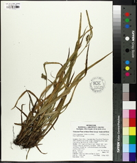 Carex oligocarpa image