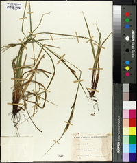 Carex oblita image