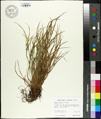 Carex oligocarpa image