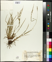 Carex oligocarpa image