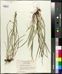 Carex oxylepis image