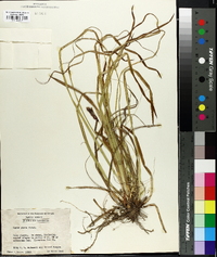 Carex picta image