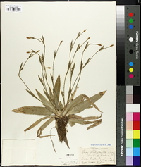 Carex platyphylla image