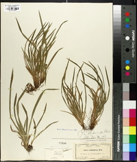 Carex halleriana image