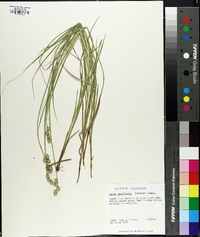 Carex reniformis image