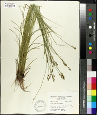 Carex retroflexa image