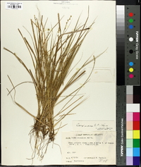 Carex straminea image