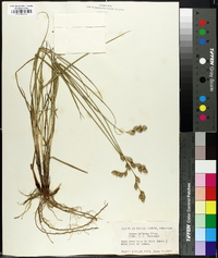 Carex silicea image