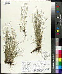 Carex socialis image