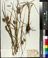 Carex squarrosa image