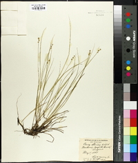 Carex sterilis image