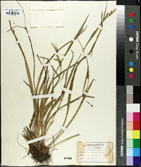 Carex striatula image