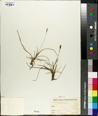 Carex striatula image