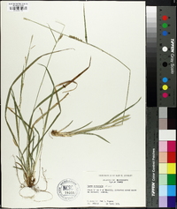 Carex striatula image