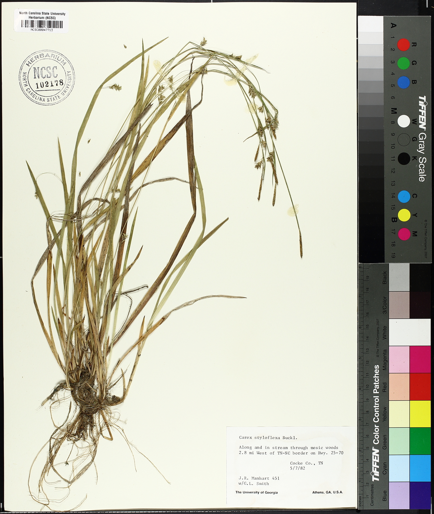 Carex styloflexa image