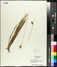 Carex walteriana image