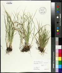 Carex willdenowii image