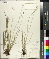 Carex abbreviata image