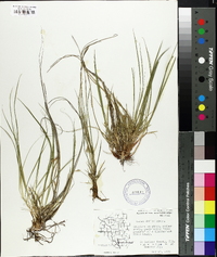 Carex abdita image