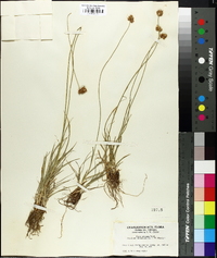 Carex abrupta image