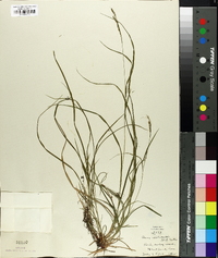 Carex aestivalis image