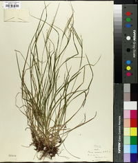 Carex aestivalis image